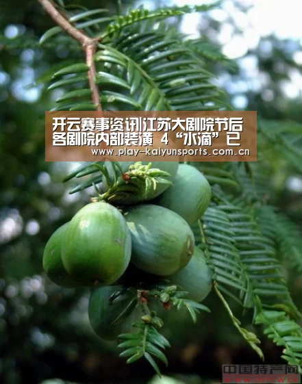 开云赛事资讯|江苏大剧院节后各剧院内部装潢 4“水滴”已全部封顶(图1) 开云赛事